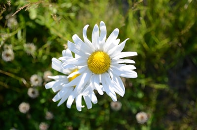 White daisies blooming during the day
